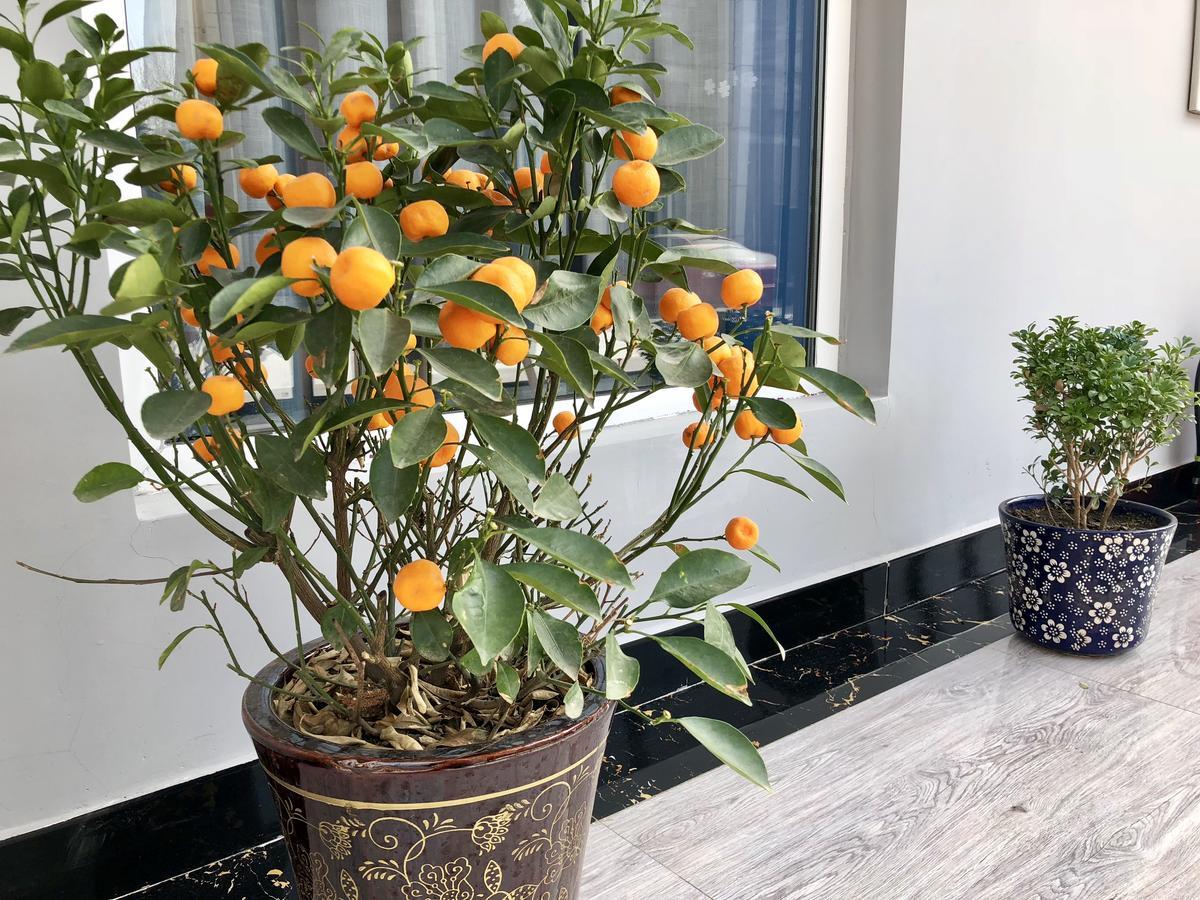 Lantern Hotel Χοχότ Εξωτερικό φωτογραφία
